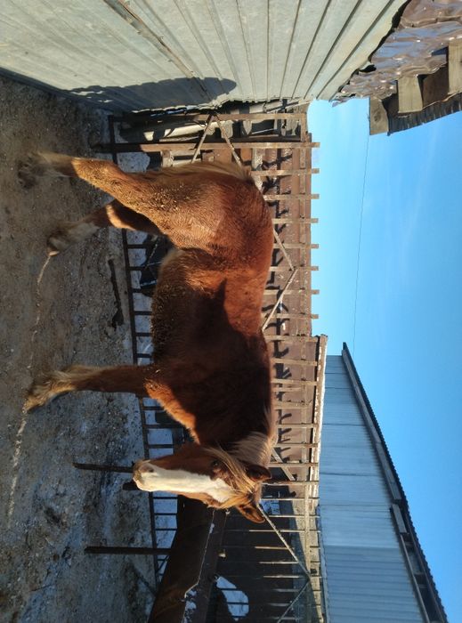 Продам кобылок три головы полторашки