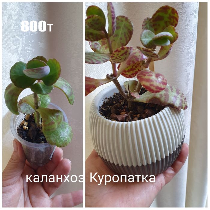 Комнатные растения