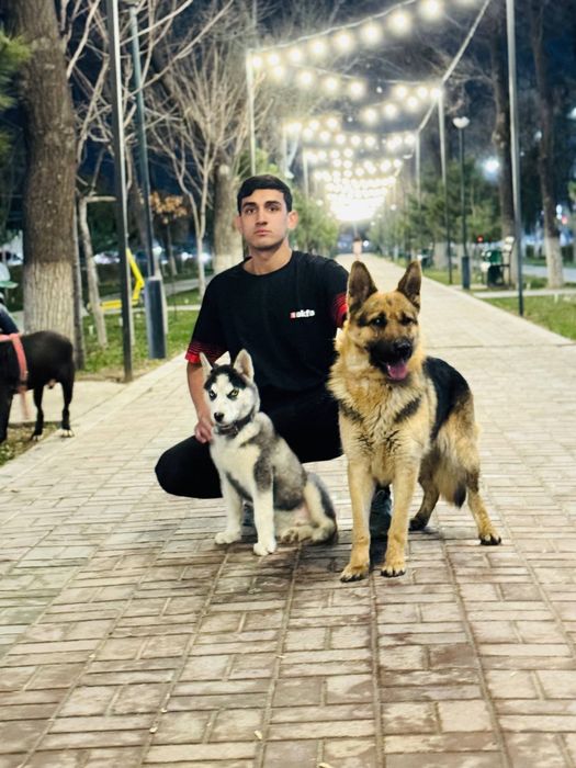 Sibiriski xaski 5 oylik tozasi 101%