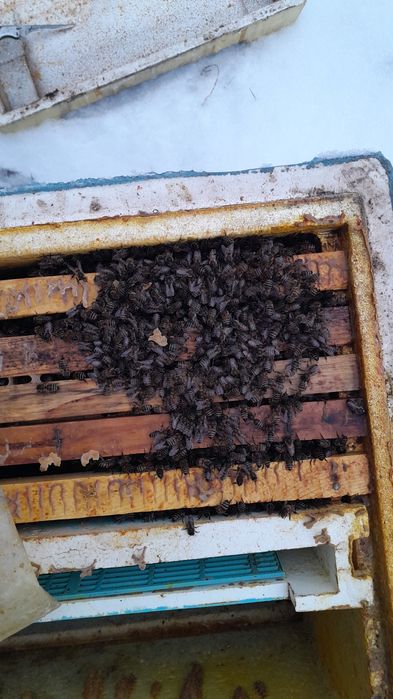 Пчёлы, пчелопакеты