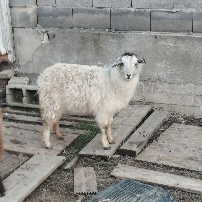 коза козёл козлы