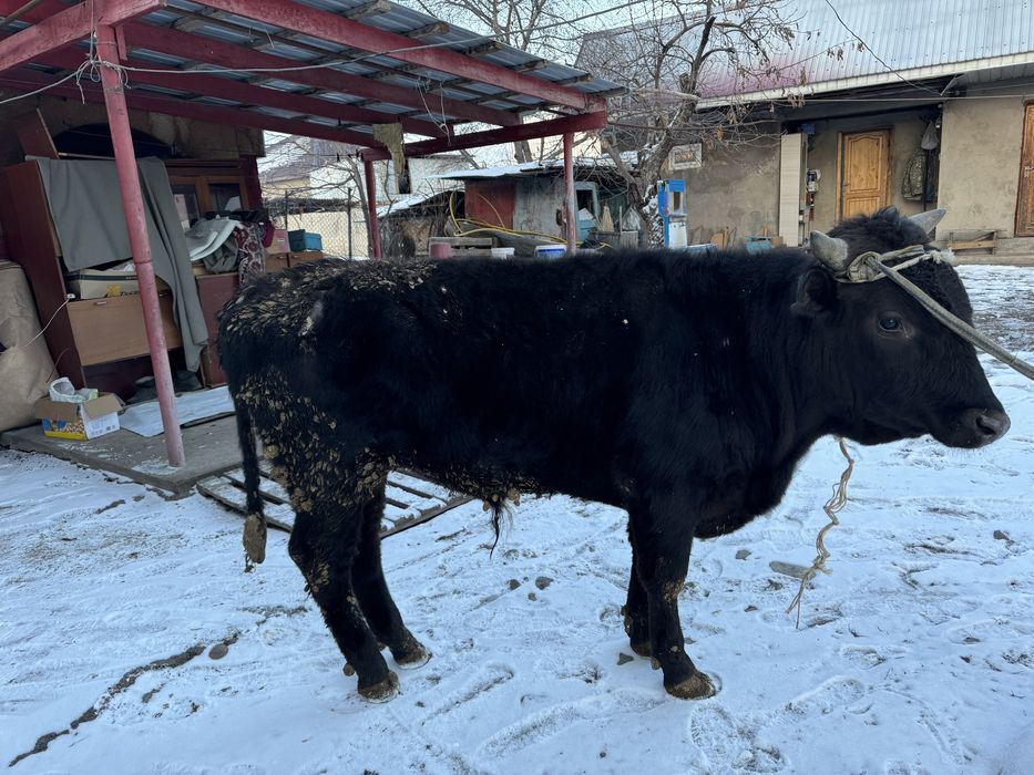 Продам 2 бычка годовалыхПро