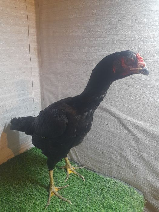 Бойцовы мекен тулек