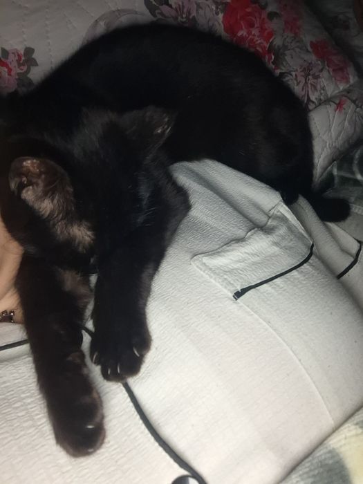 Бесплатно берилади