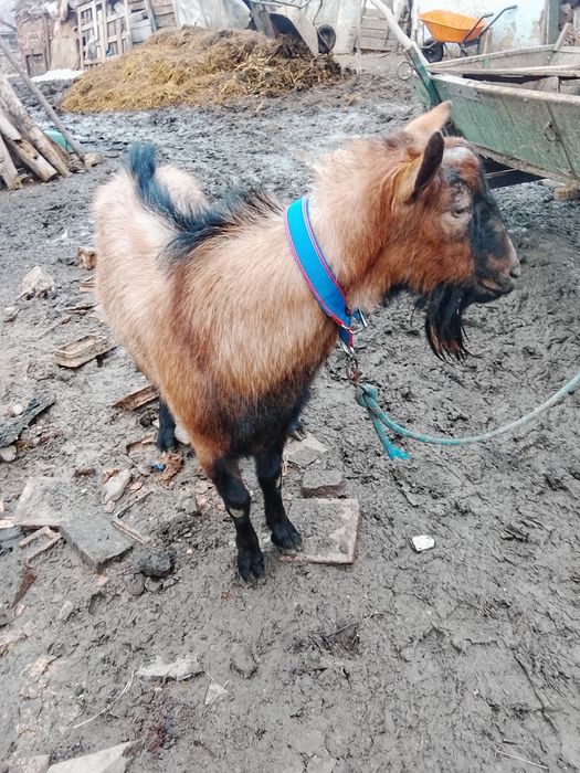 De vânzare Țap Alpin francez original bun de monta