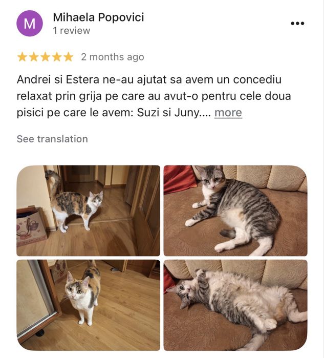 Cat Sitter la domiciliu Brasov