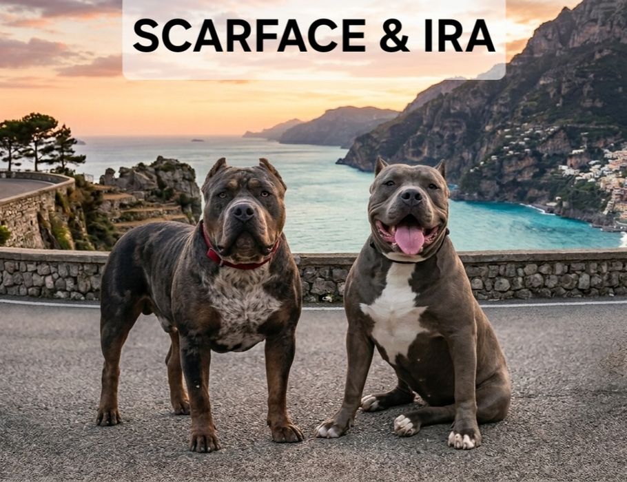 Американско були ХЛ/American Bully XL