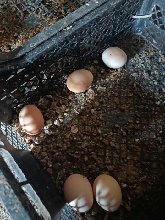 Срочно продам куры и петух