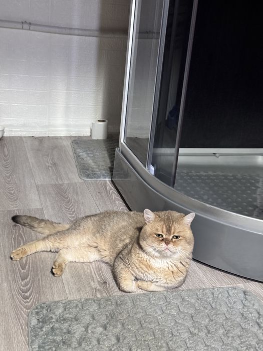 Вязка шиншилловых кошек