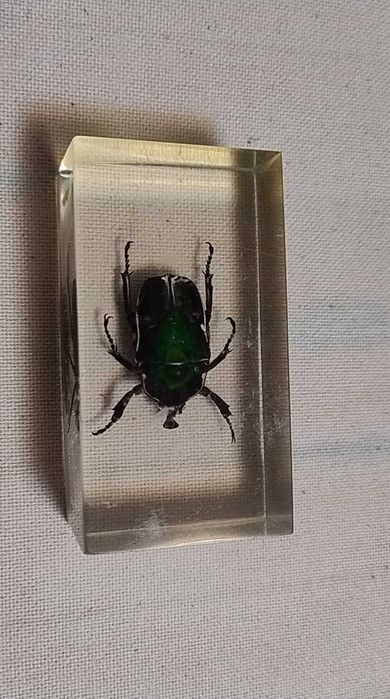 Insecte reale conservate în rășină sintetică - seria de la Deagostini