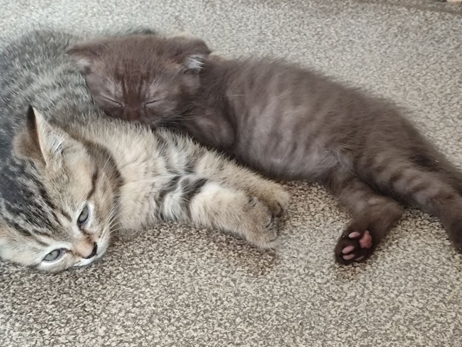 милые котята шотландцы