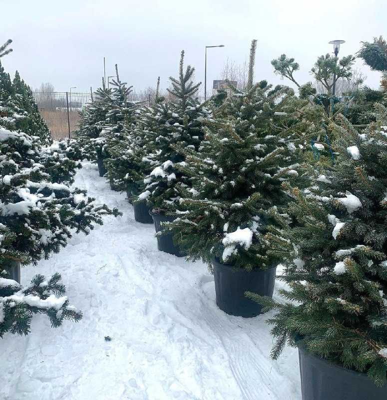 Живая елка на Новый год живые новогодние елки в горшках Ели в Алмате ...