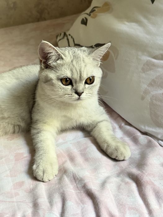 Котенок-девочка 4 месяца серебристая шиншилла