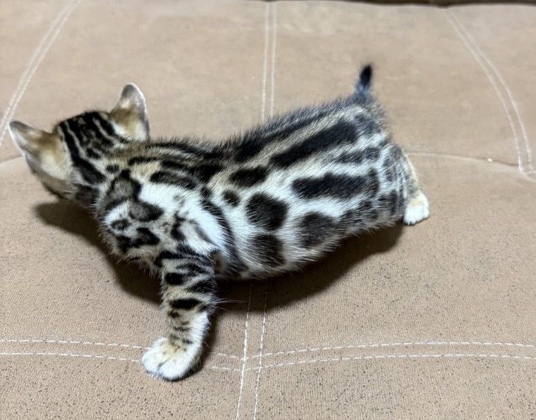 Bengal qoplon mushuk bolasi