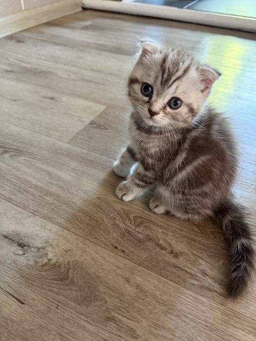 Продам шикарных котят