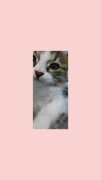 Котенок надёжному хозяину