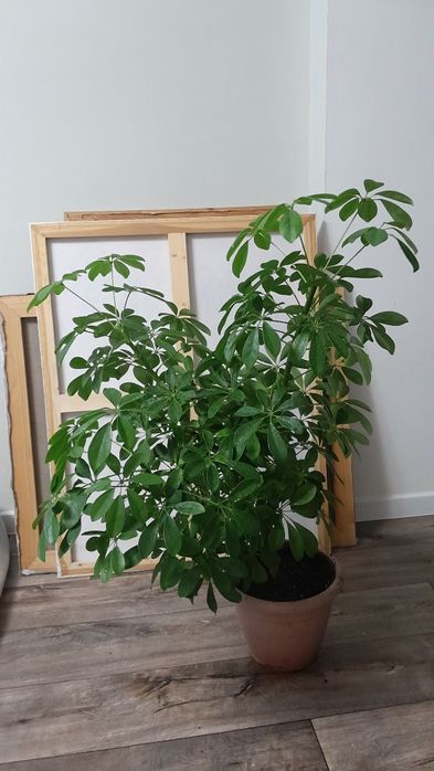 Шеффлера крупное растение