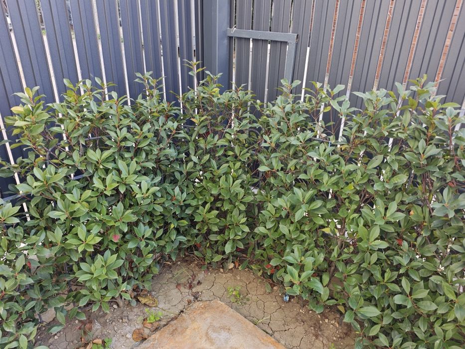 Gard viu/Arbusti/Tulpina - Photinia × fraseri "Red Robin" - Curte/Gradina