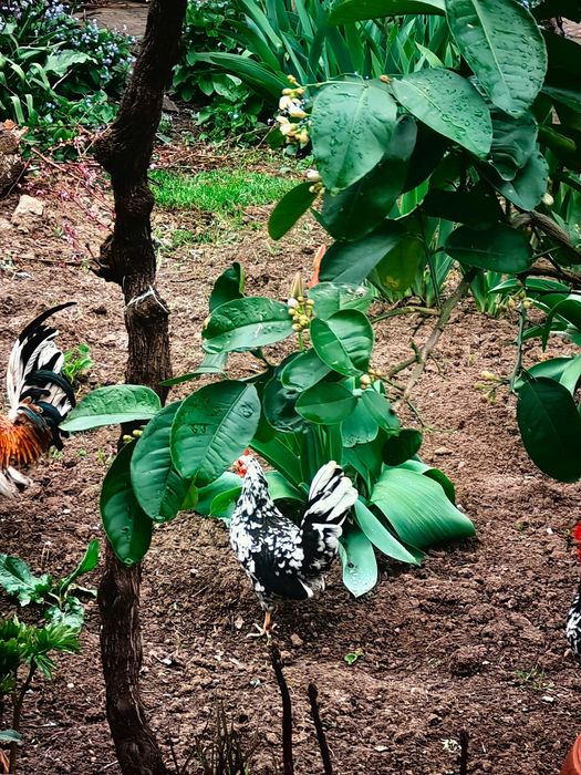Оплодени яйца от Декоративни кокошки