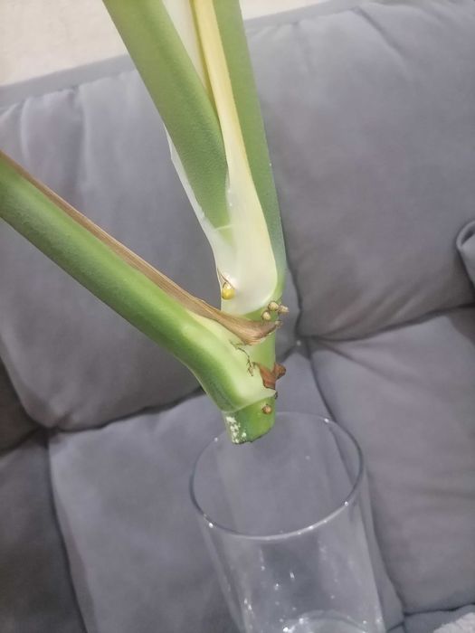 Монстера макушка, черенки