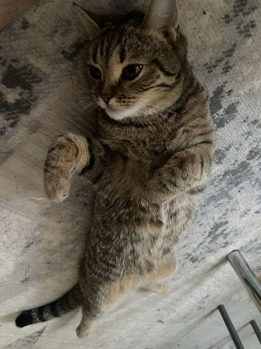 Кошка отдам даром