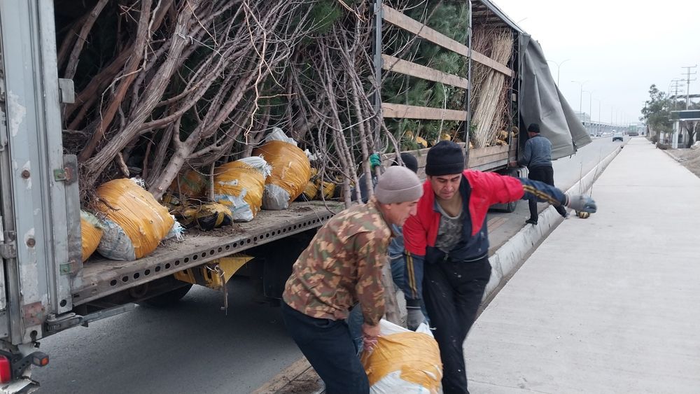 Катта дарат мевали кучатлар 3/8 ёшгача ишонарли сортлар сотувда