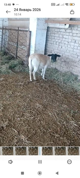 Дорпер зотли куйлар сотилади