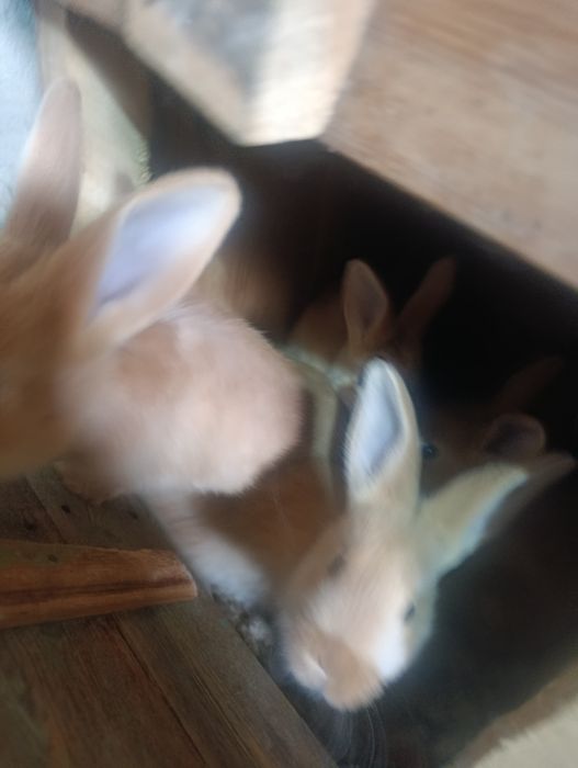 Burgun quyon bolalari erkegagi ayoli bot