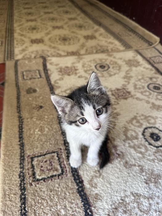 Отдам даром котят