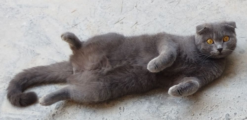 Скоттиш фолд киз бола мушук сотилади