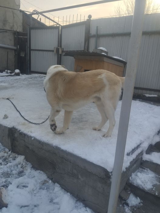 Алабай ищет сучку