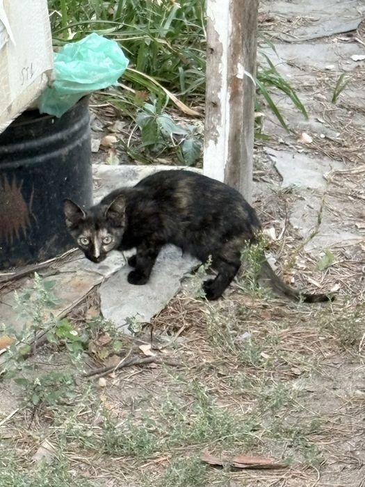 Отдам котят в хорошие руки