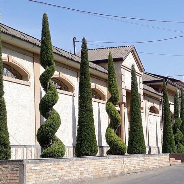 Harxil turdagi archalar daraxtlar bor