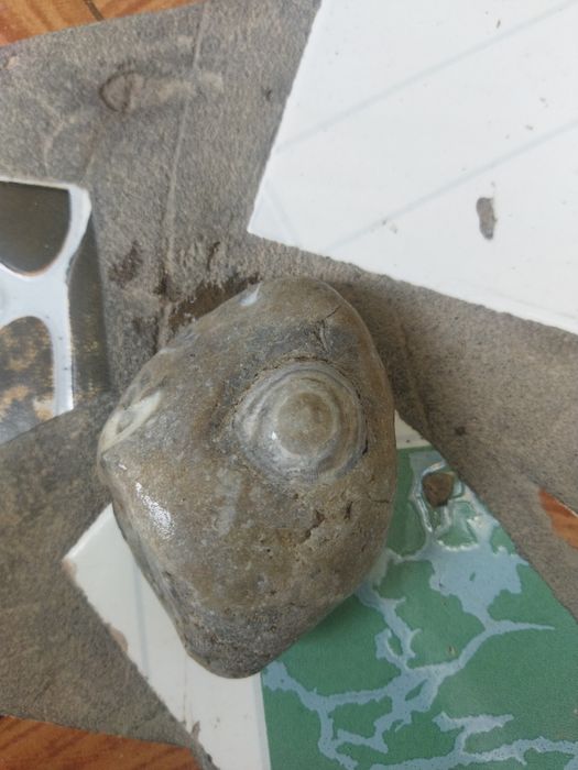 Теңіз кірпісінің қазбасы (ежелгі тас)