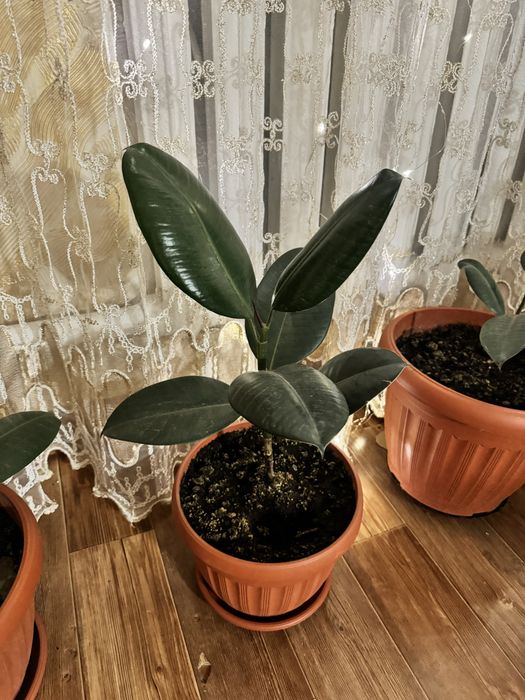 Продам домашние цветы