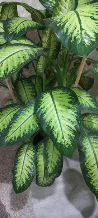Продам цветок Дифенбахию