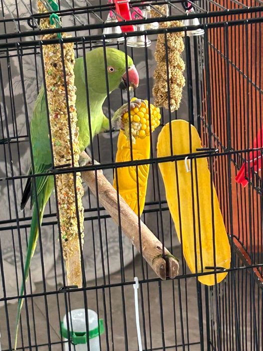 Ожареловый попугай с клеткой