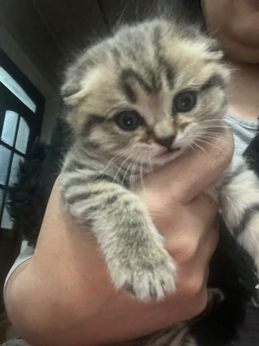 Мушуклар сотилади