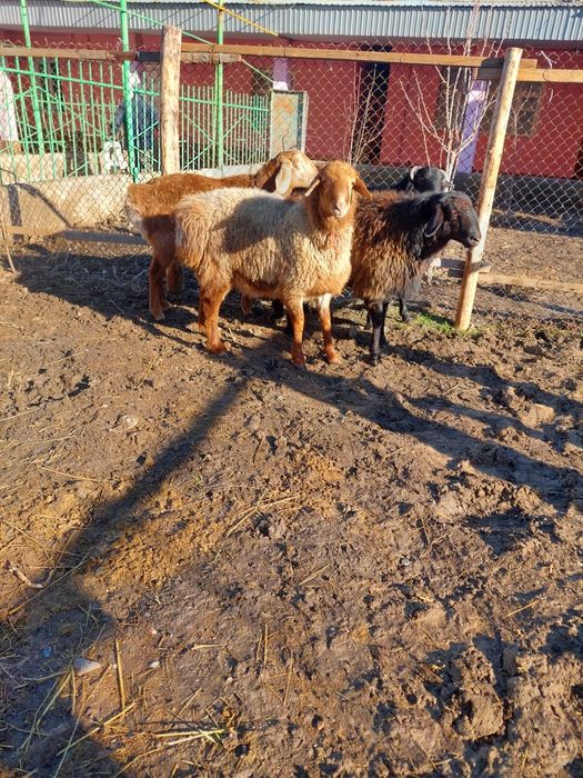 Кошкар 3 бас 1 бас тусак