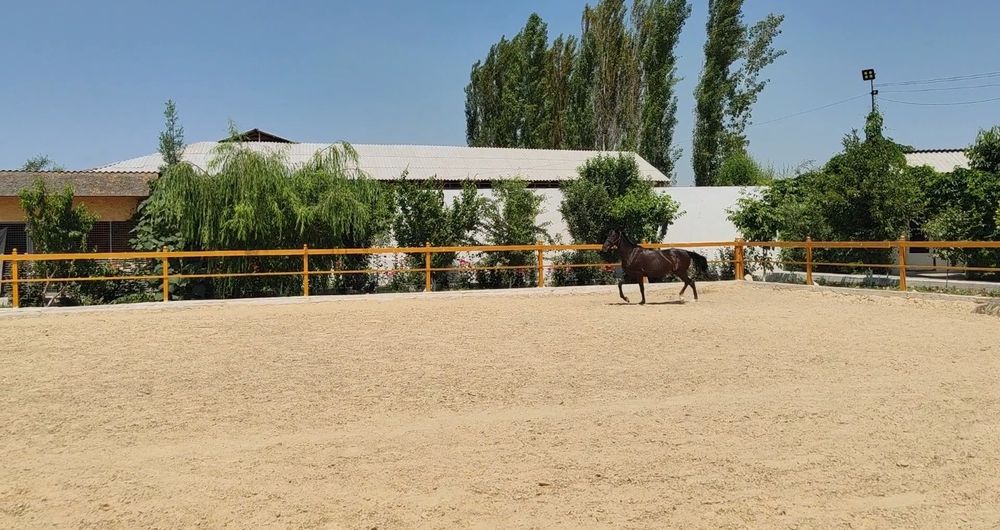Место для содержание лошадей прогулка, уход,питание  ест  камера  набл