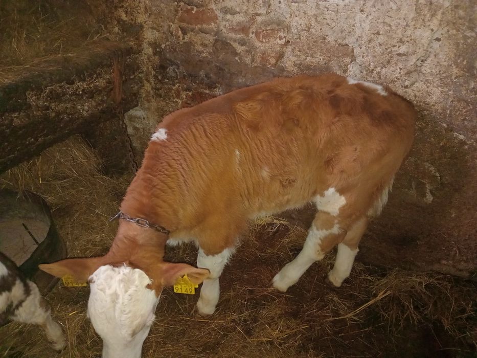 Vand vițel BR  de 1lună și 2 săptămâni