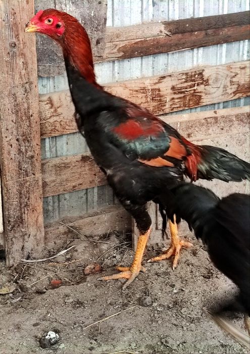 Бойцовый дакан шамо