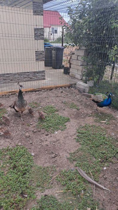 Păuni,pui păuni,pui Sebright