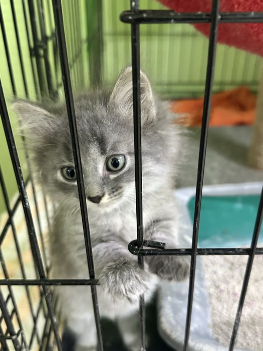 Котята-девочки в добрын руки