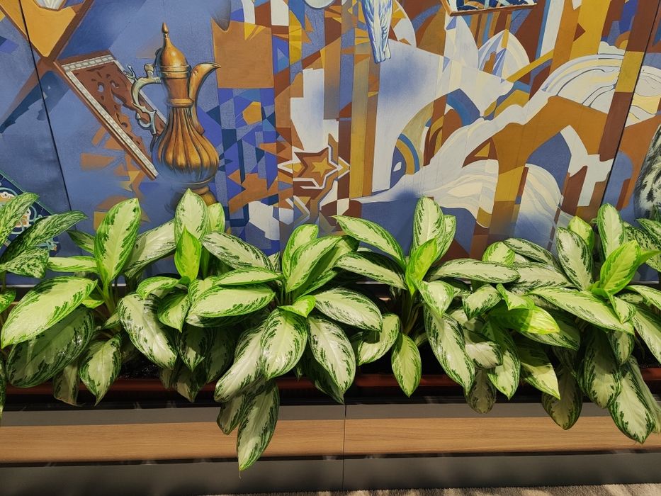 Уход за растениями