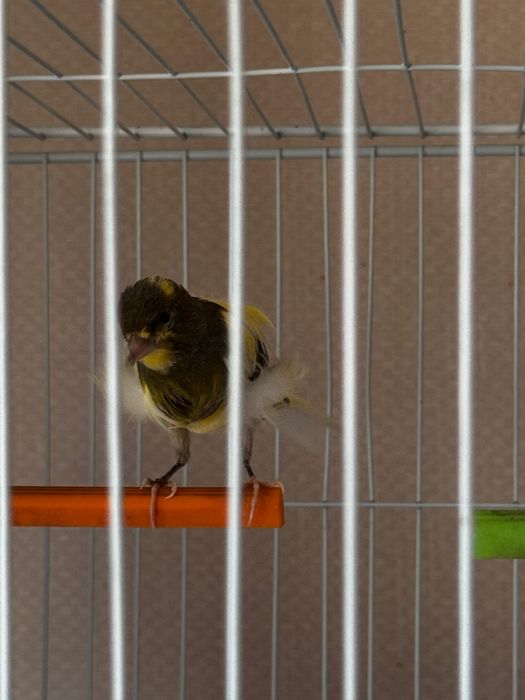 Кенар(Фиорино)))