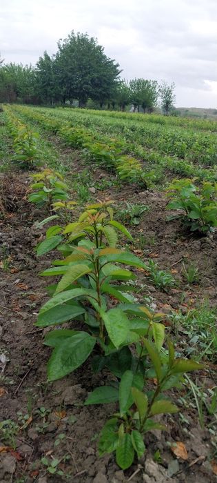 Тоза интинсиб ва полкарлик кучатлар