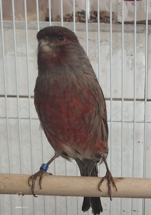 Канарейки самцы. Пающий.продается.