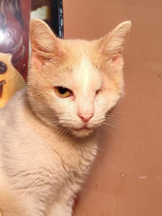 Очаровательный Котик ищет дом