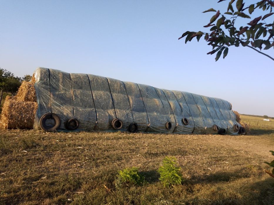 Baloți coceni și trifoi